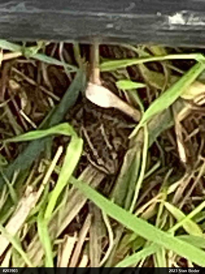 Pickerel Frog