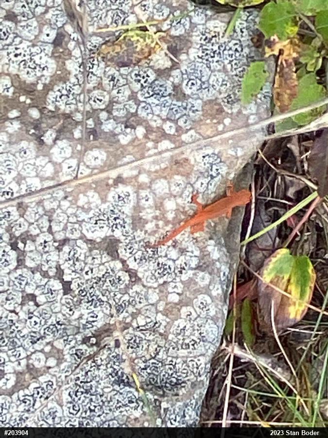 Red-spotted Newt