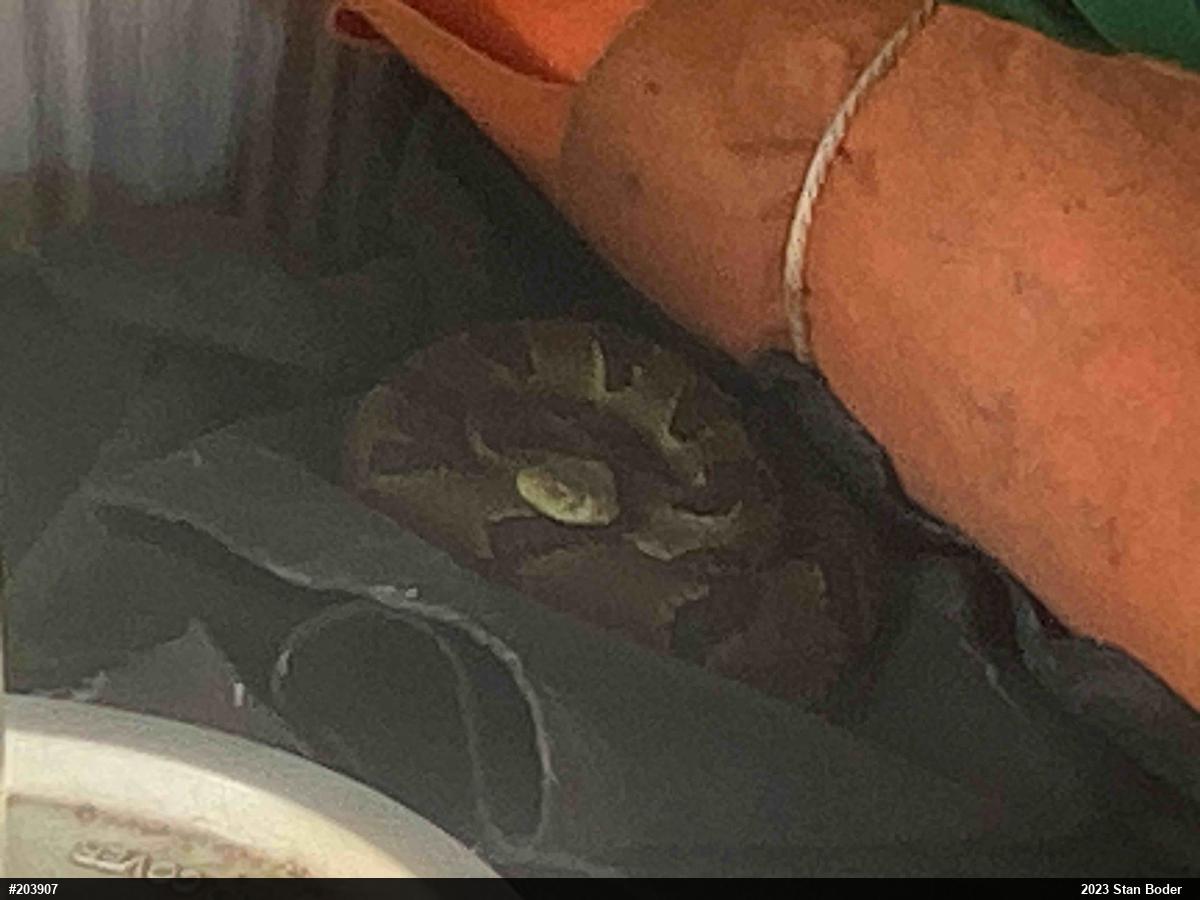 Timber Rattlesnake