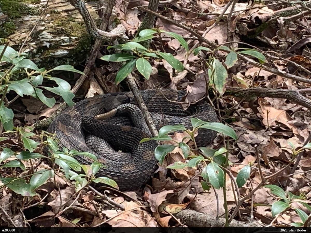 Timber Rattlesnake
