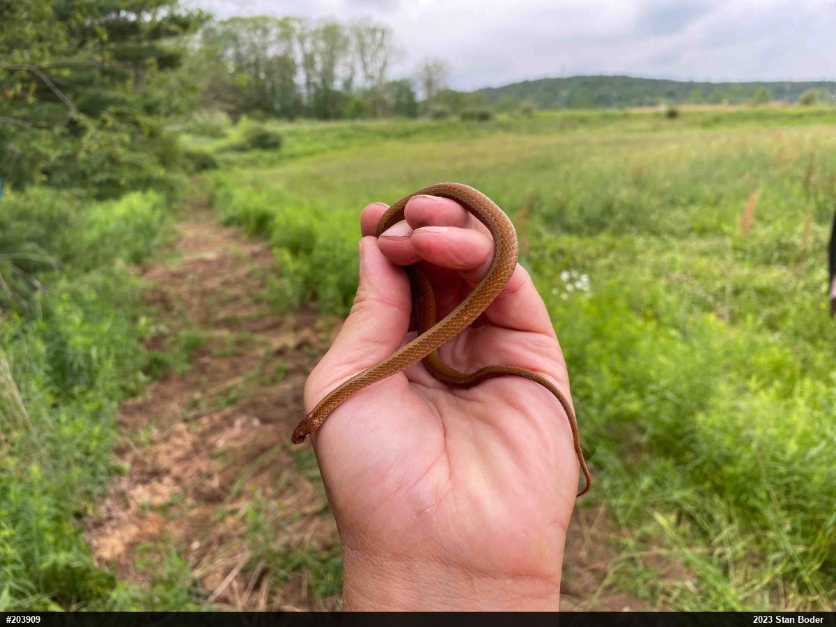 Red-bellied Snake