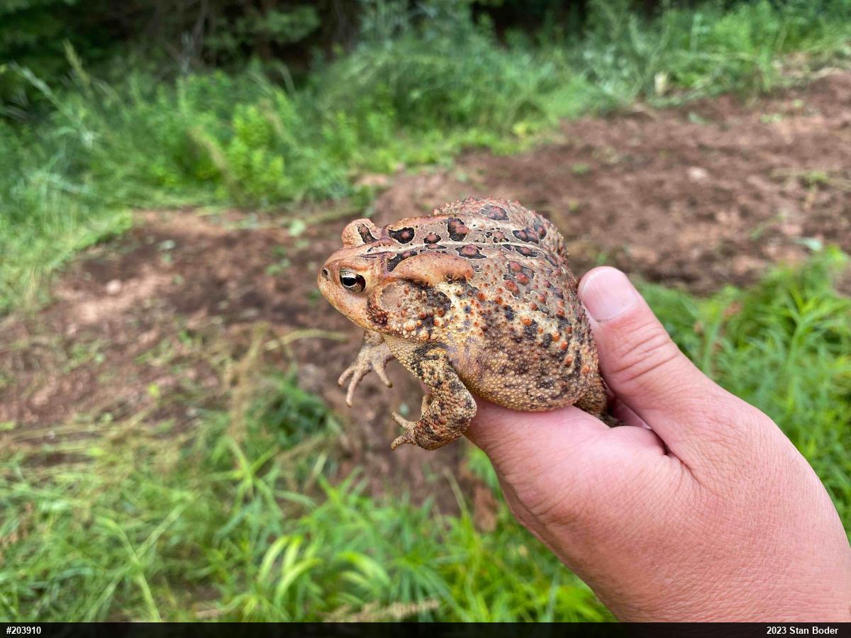 Eastern American Toad