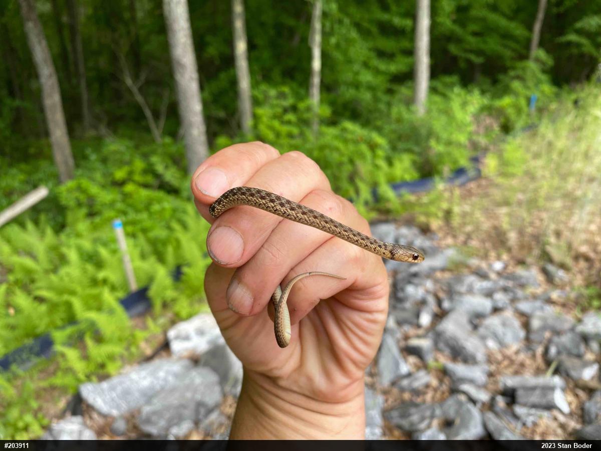 Eastern Gartersnake