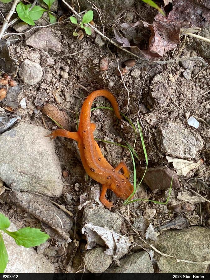 Red-spotted Newt