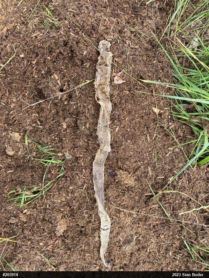 Timber Rattlesnake