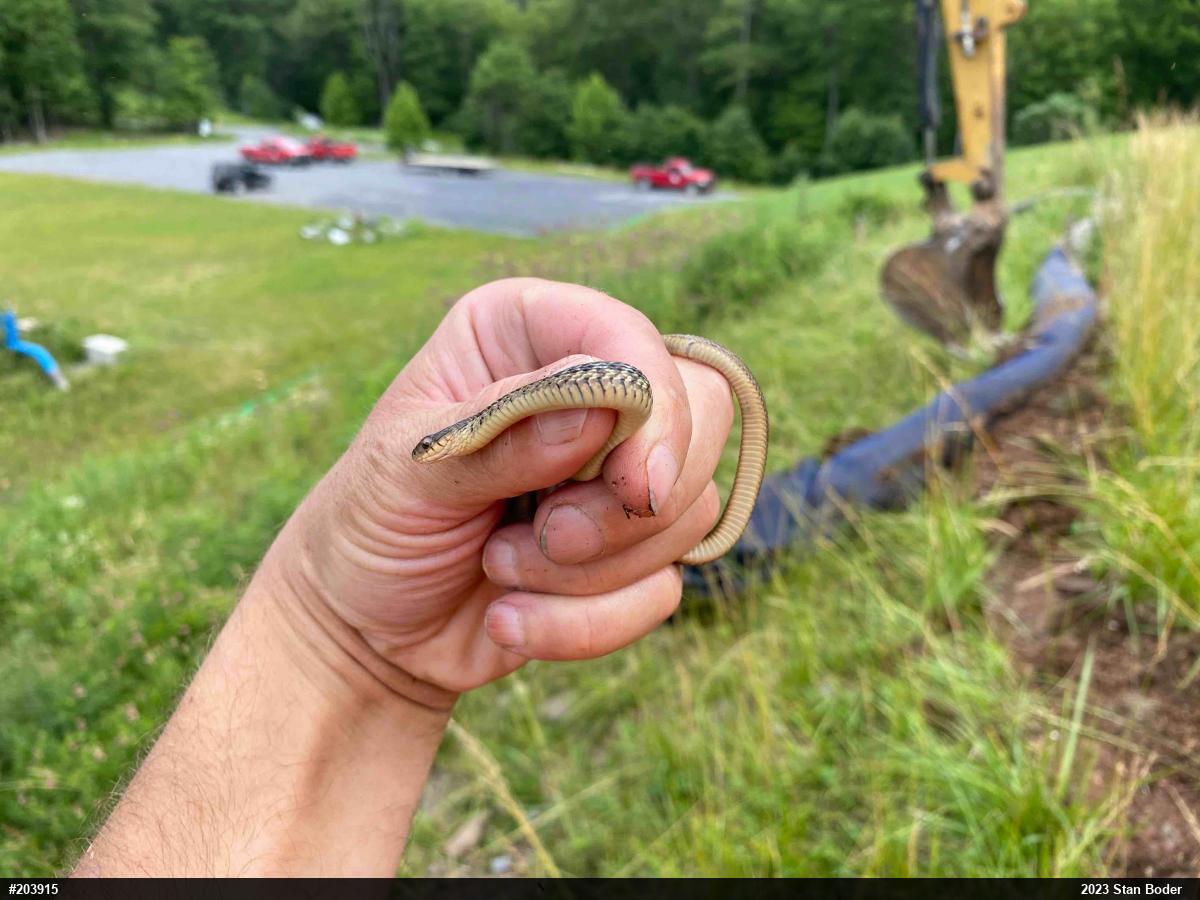Eastern Gartersnake