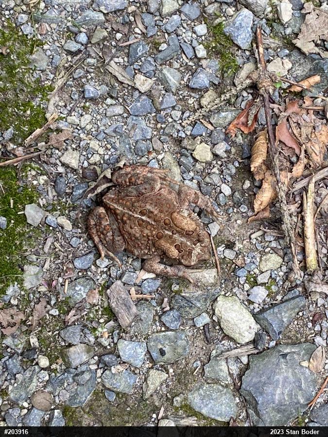 Eastern American Toad