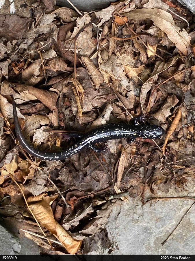 Northern Slimy Salamander