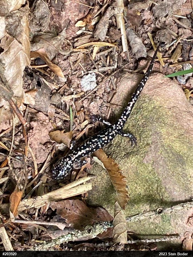 Northern Slimy Salamander
