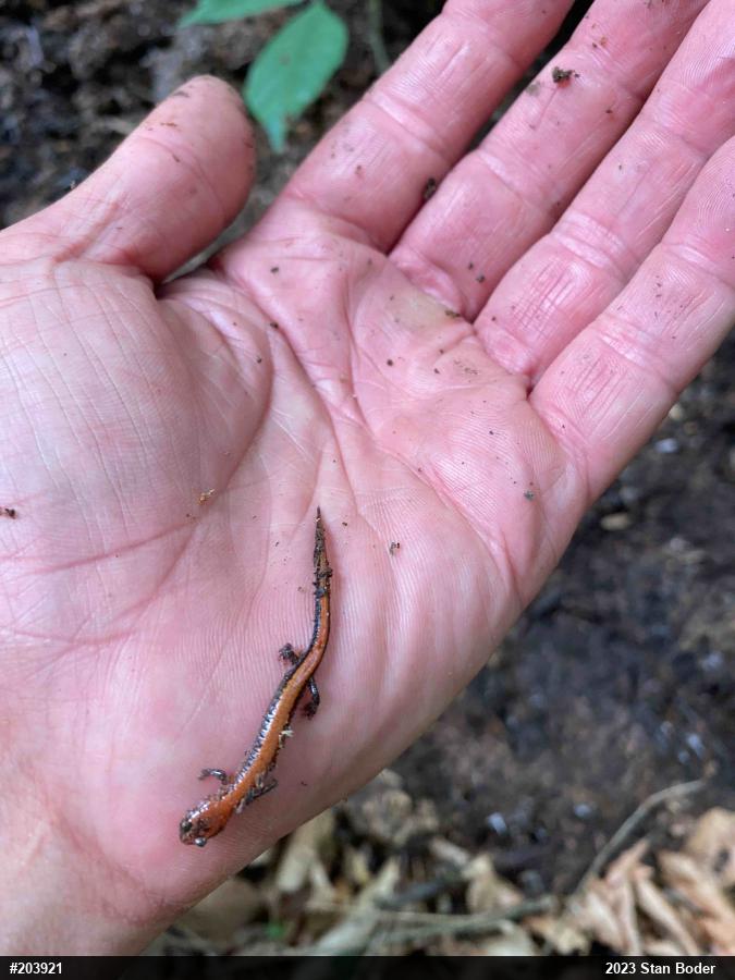 Eastern Red-backed  Salamander