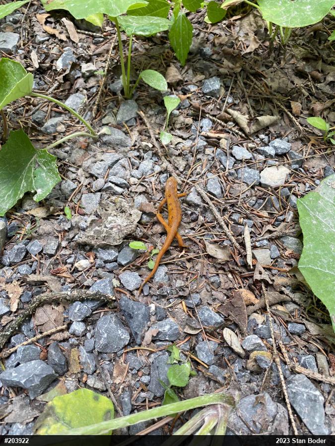 Red-spotted Newt
