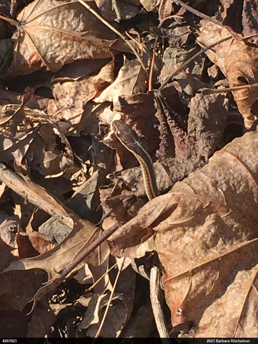 Common Ribbonsnake