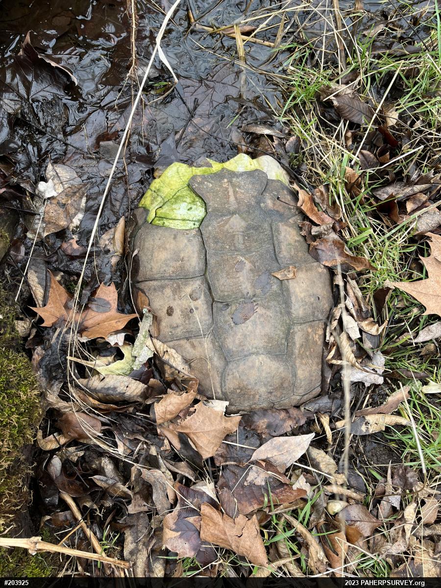 Snapping Turtle