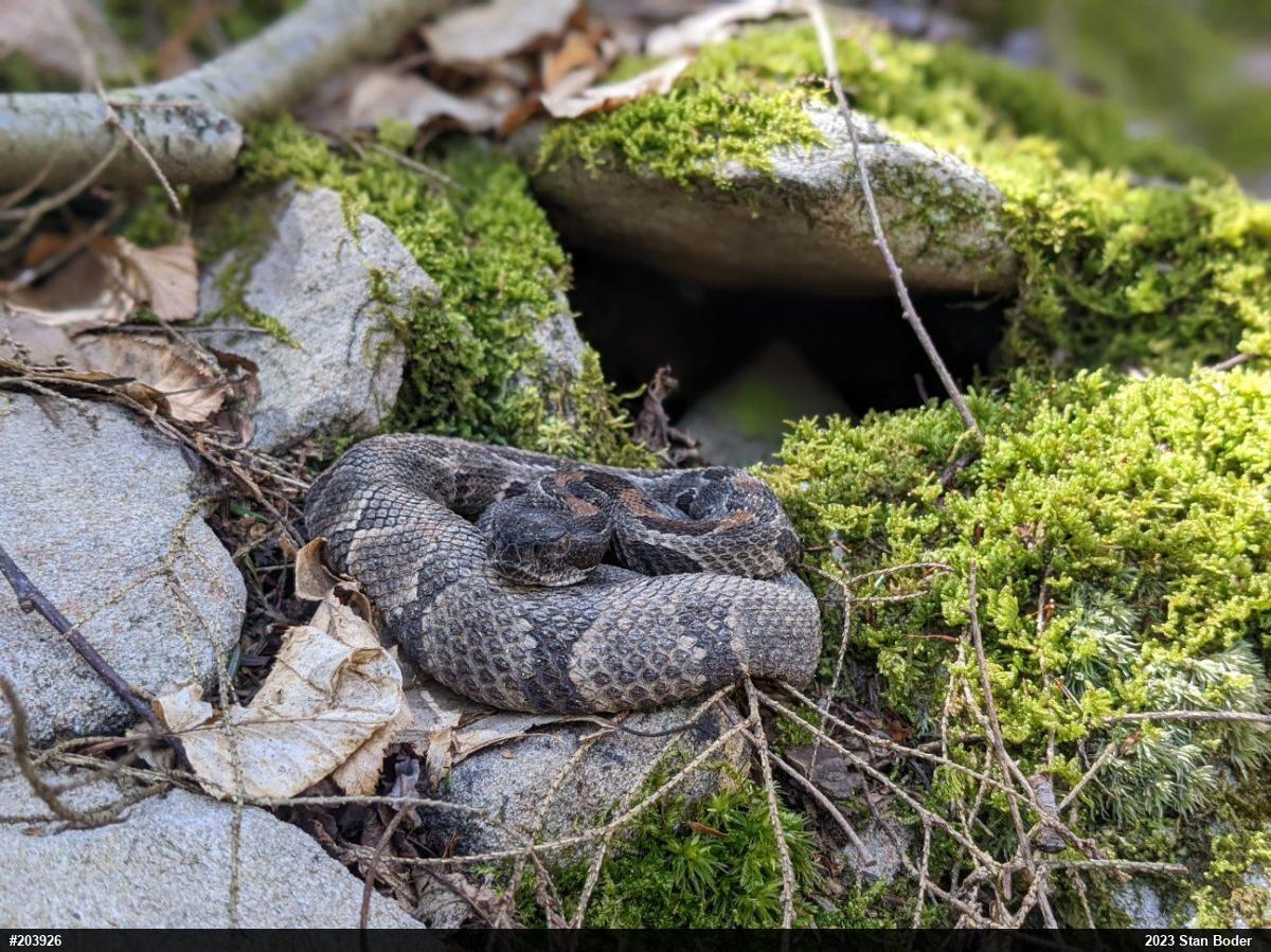Timber Rattlesnake