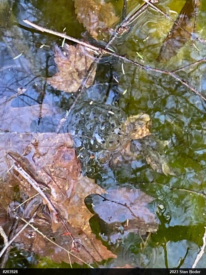 Wood Frog