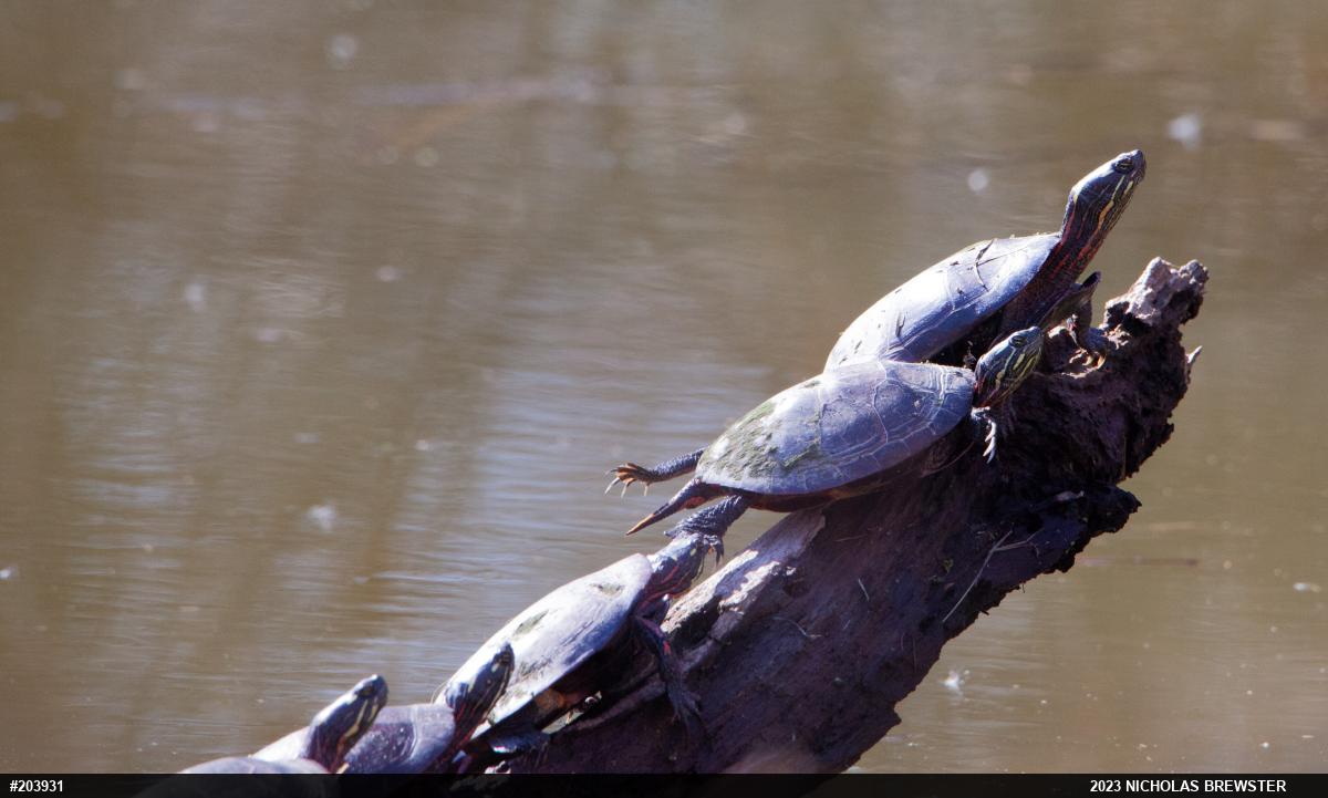 Painted Turtle