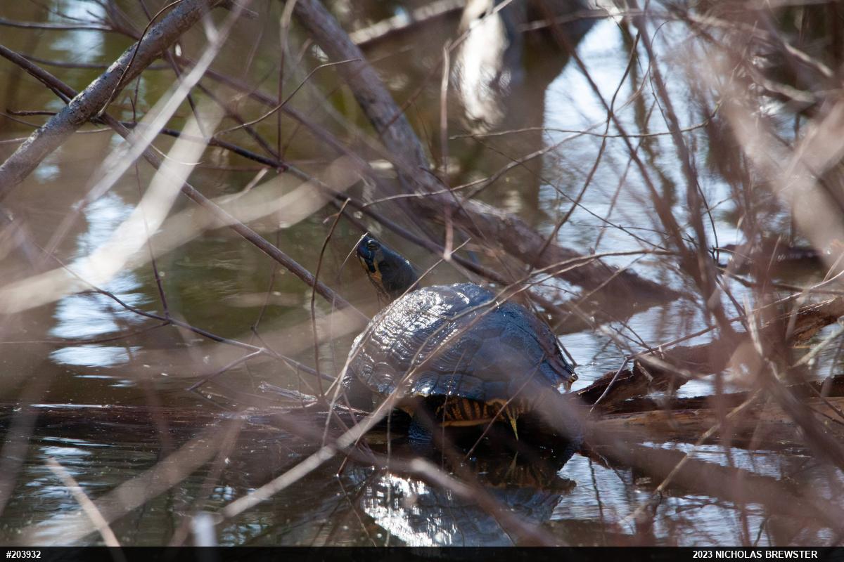Yellow-bellied Slider
