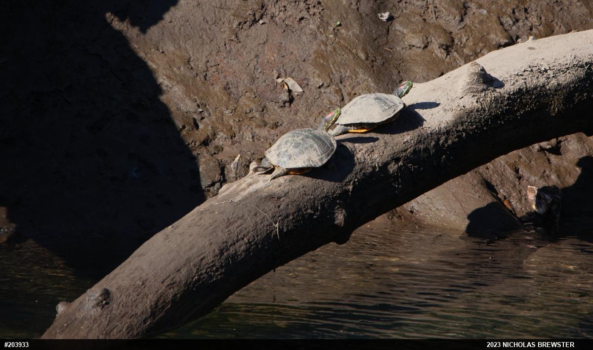 Red-eared Slider