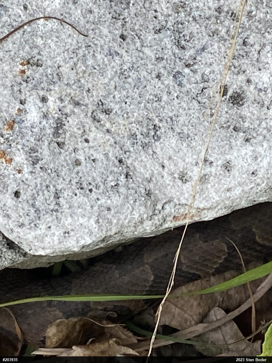 Northern Copperhead