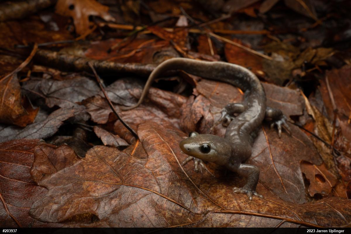 Jefferson Salamander
