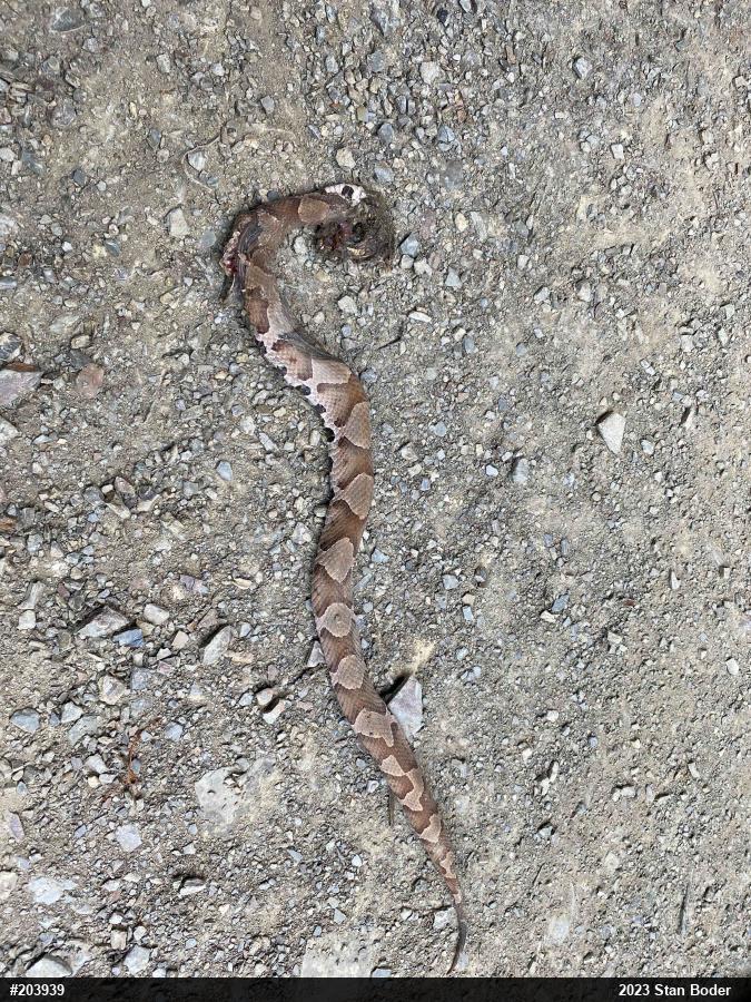 Northern Copperhead