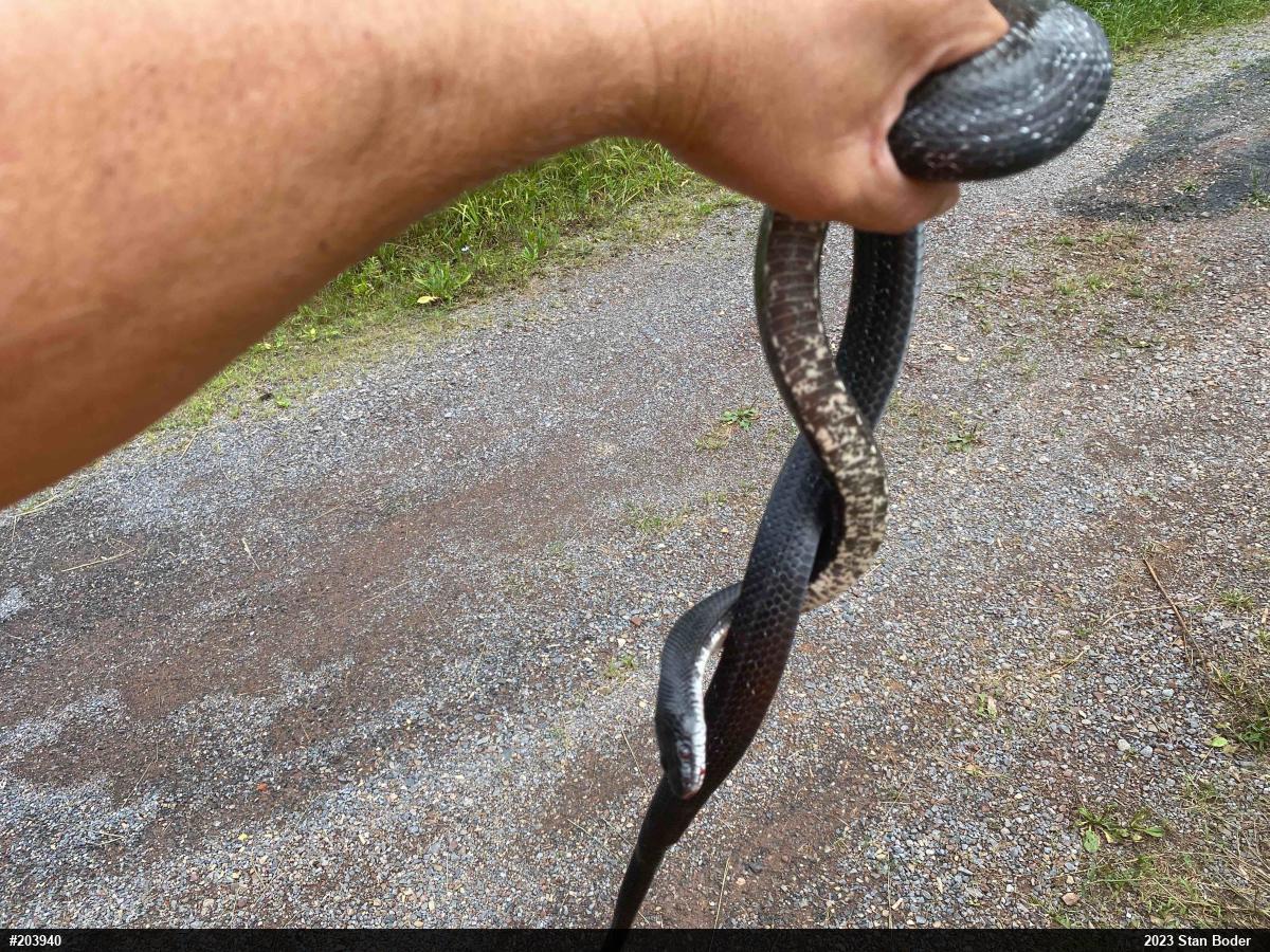 Eastern Ratsnake