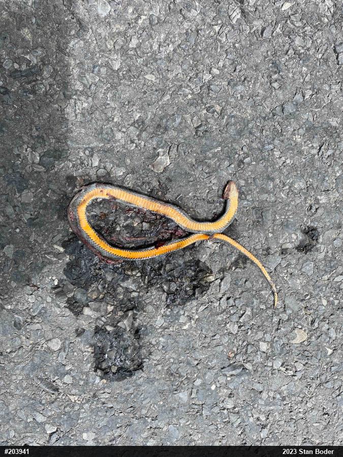 Northern Ring-necked Snake