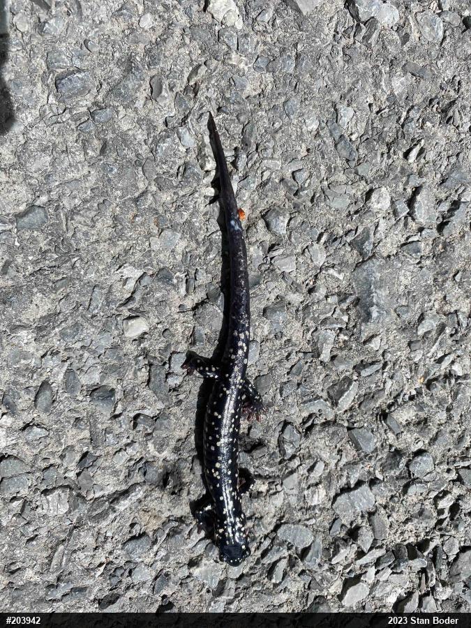 Northern Slimy Salamander