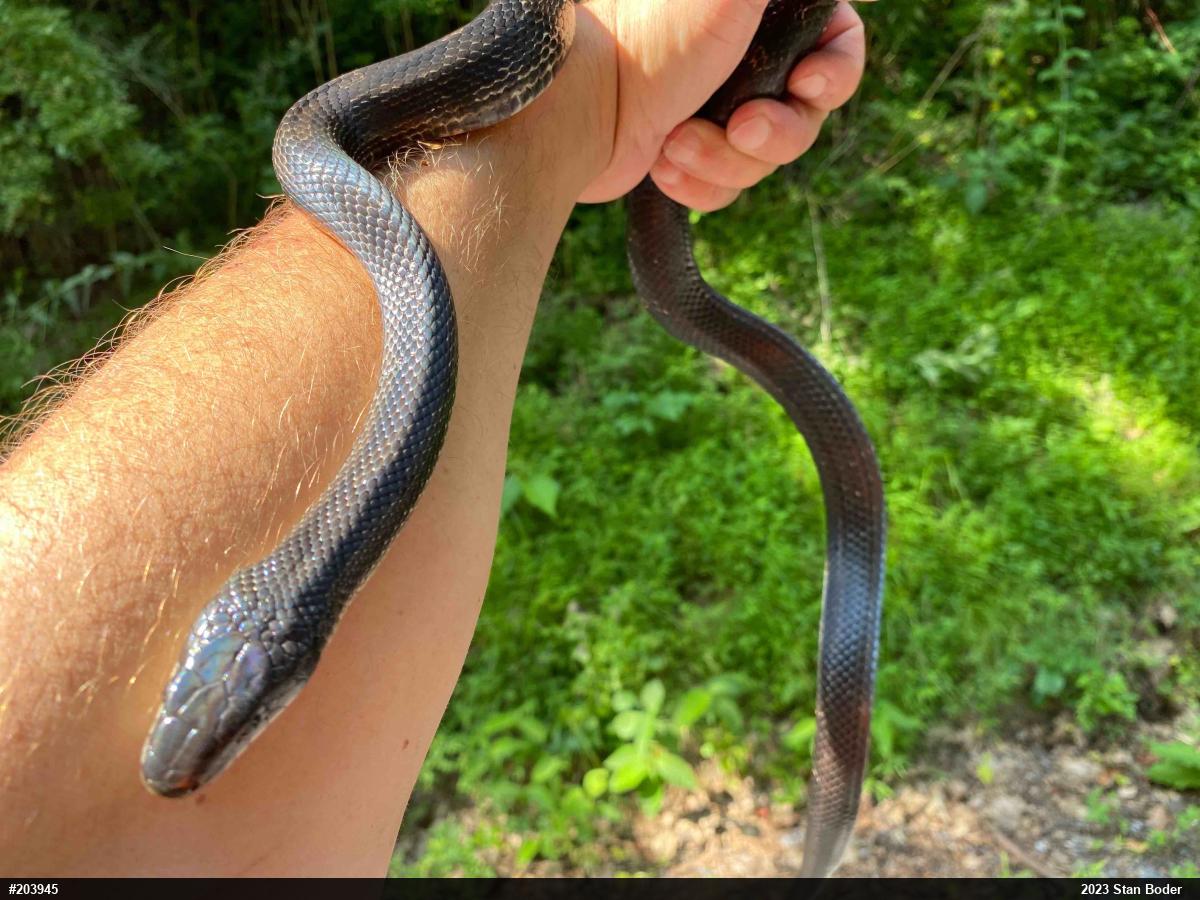 Eastern Ratsnake