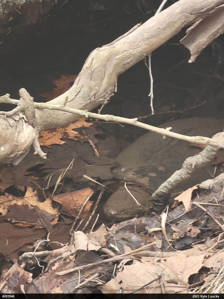 Snapping Turtle