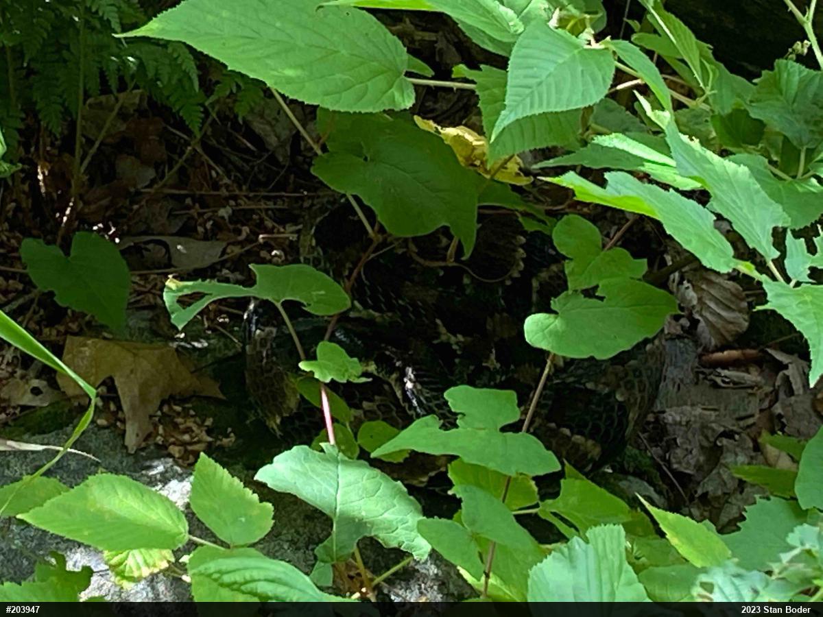 Timber Rattlesnake