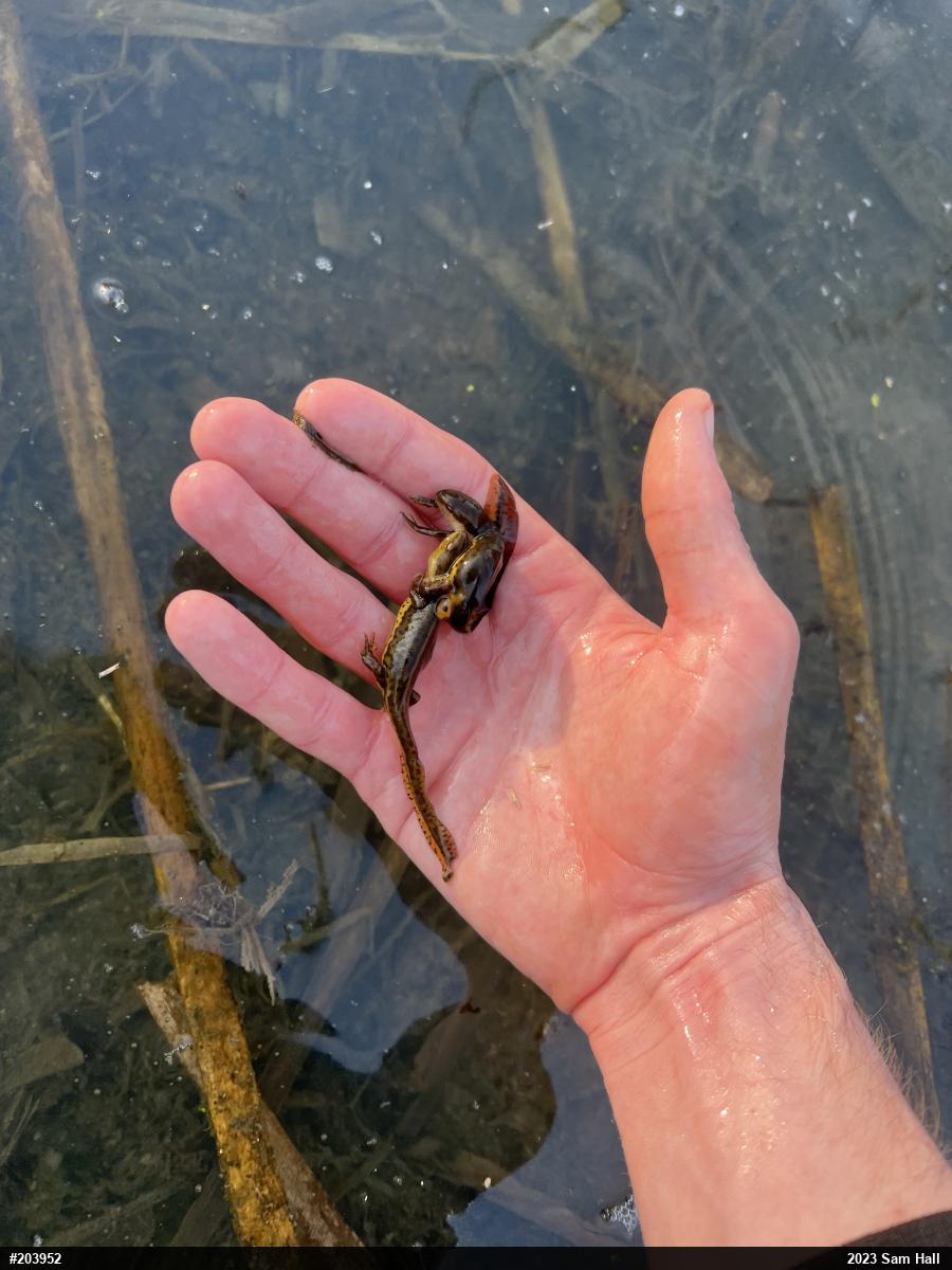 Red-spotted Newt