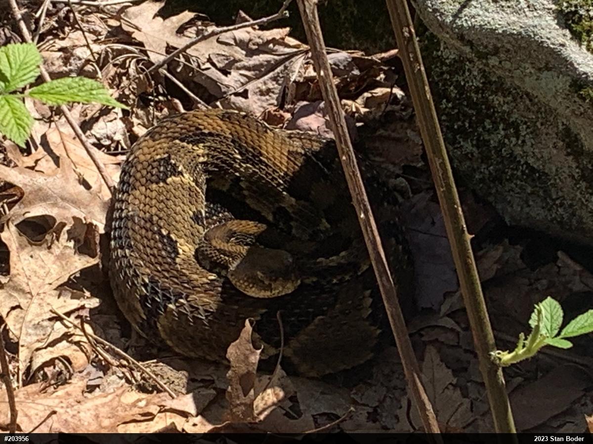 Timber Rattlesnake