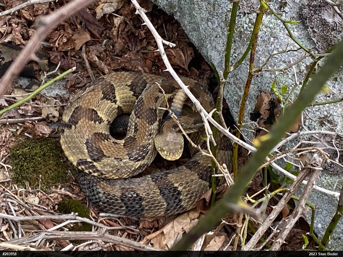Timber Rattlesnake