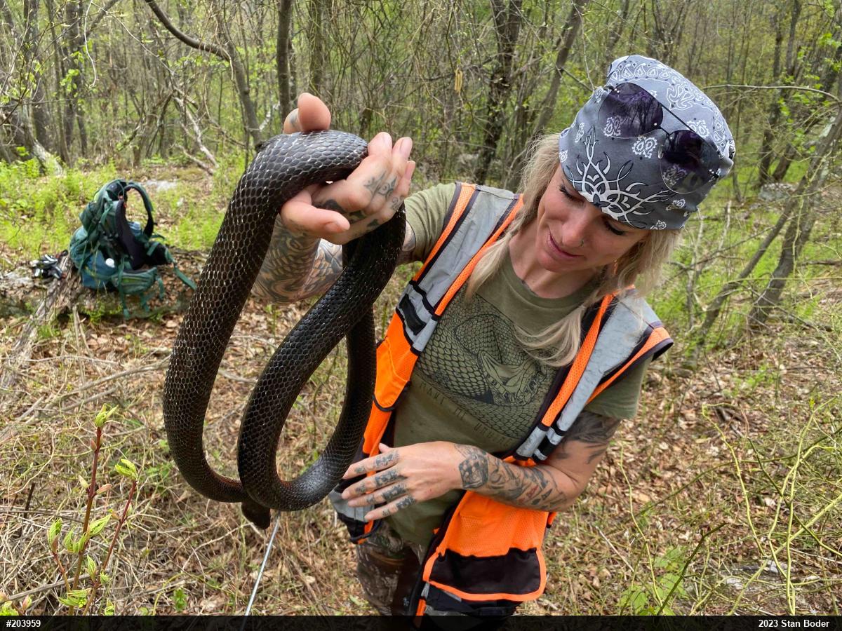 Eastern Ratsnake