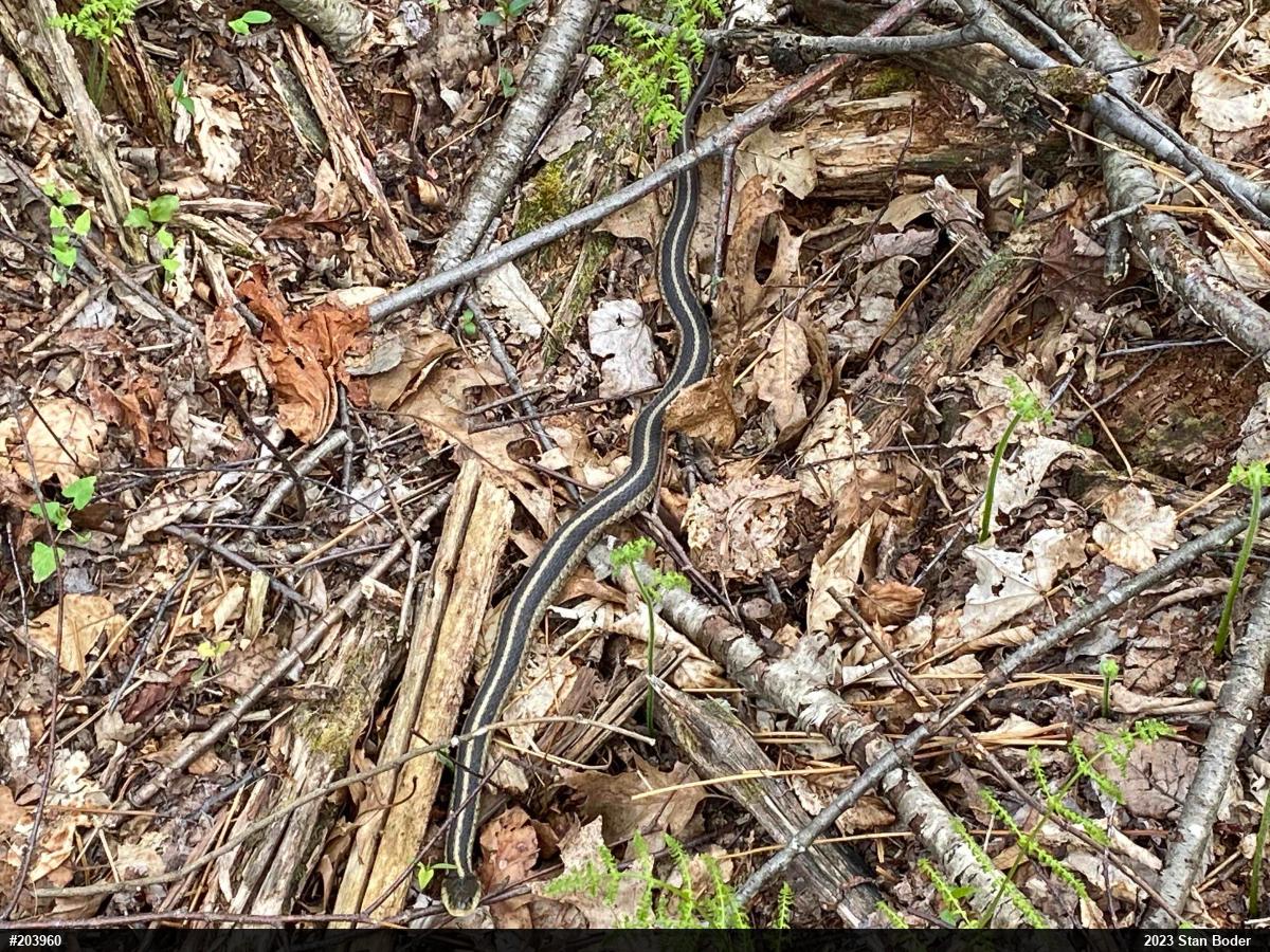 Eastern Gartersnake