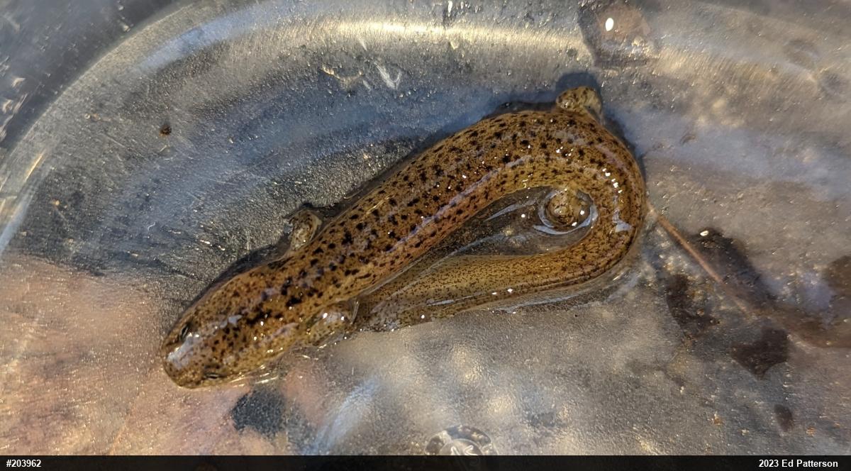 Northern Red Salamander