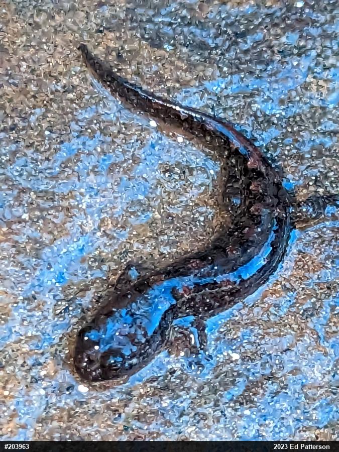 Seal Salamander