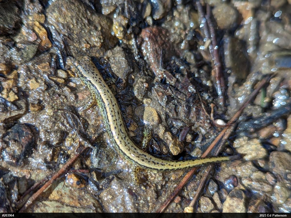 Northern Two-lined Salamander