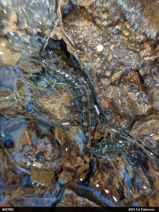 Seal Salamander