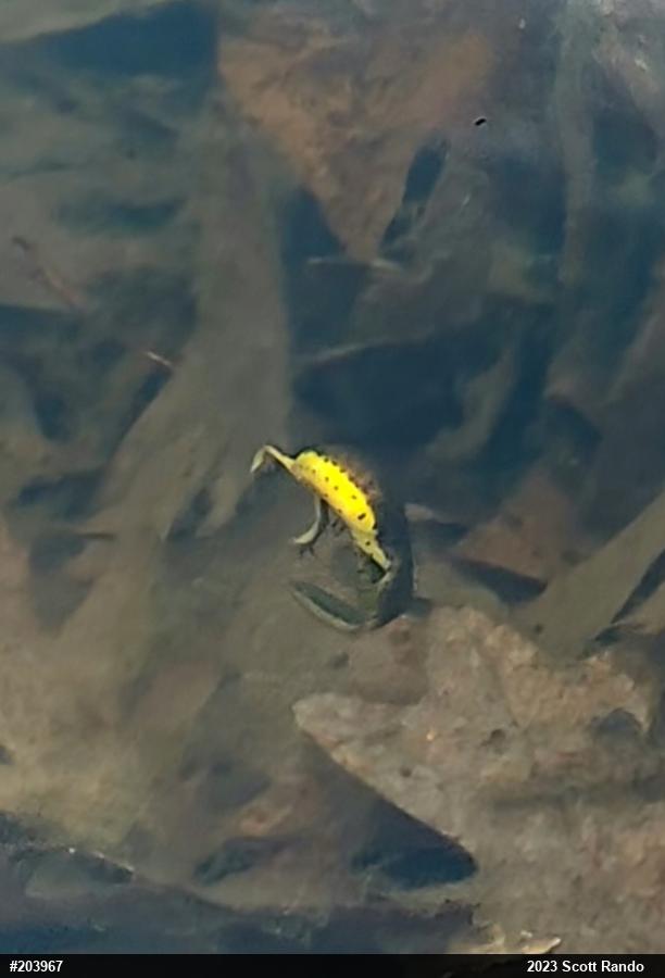 Red-spotted Newt