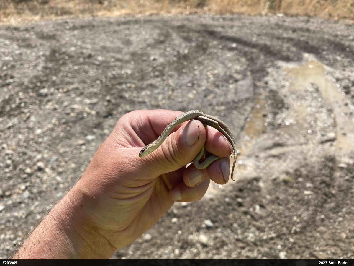 Eastern Gartersnake