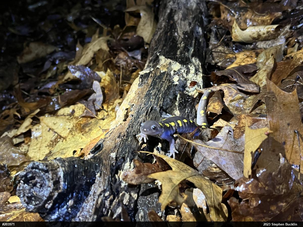 Spotted Salamander