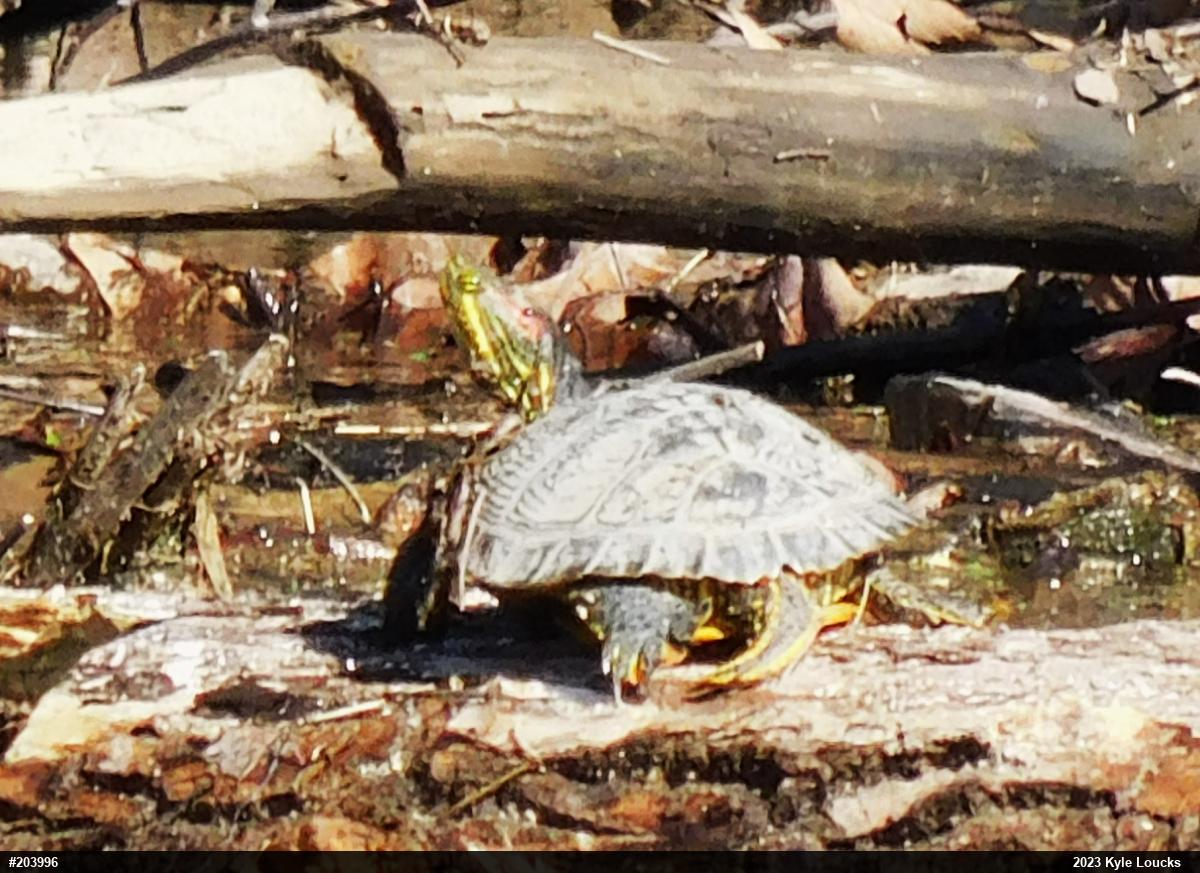 Red-eared Slider