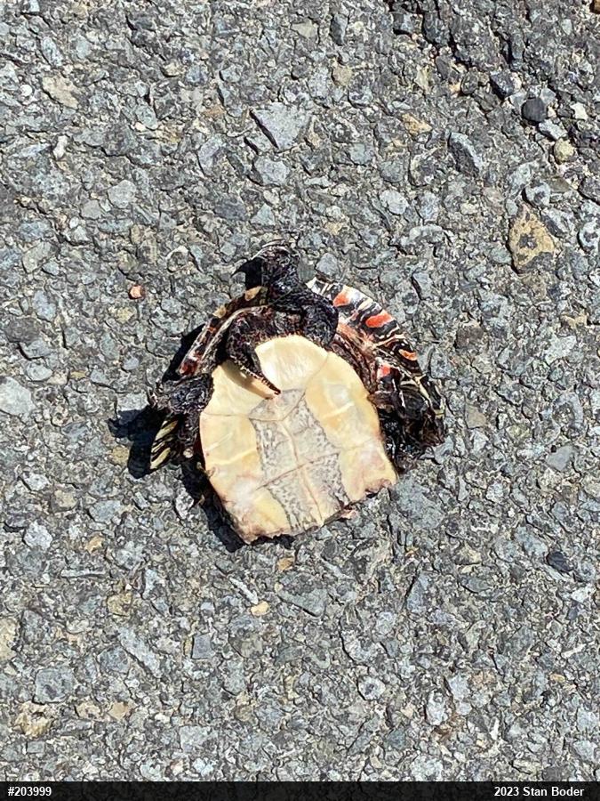 Painted Turtle