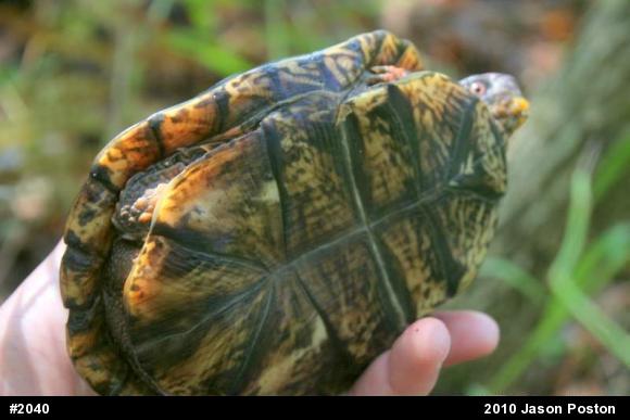 Eastern Box Turtle