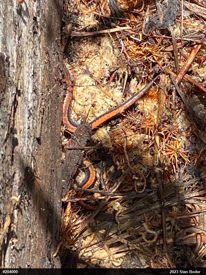 Eastern Red-backed  Salamander