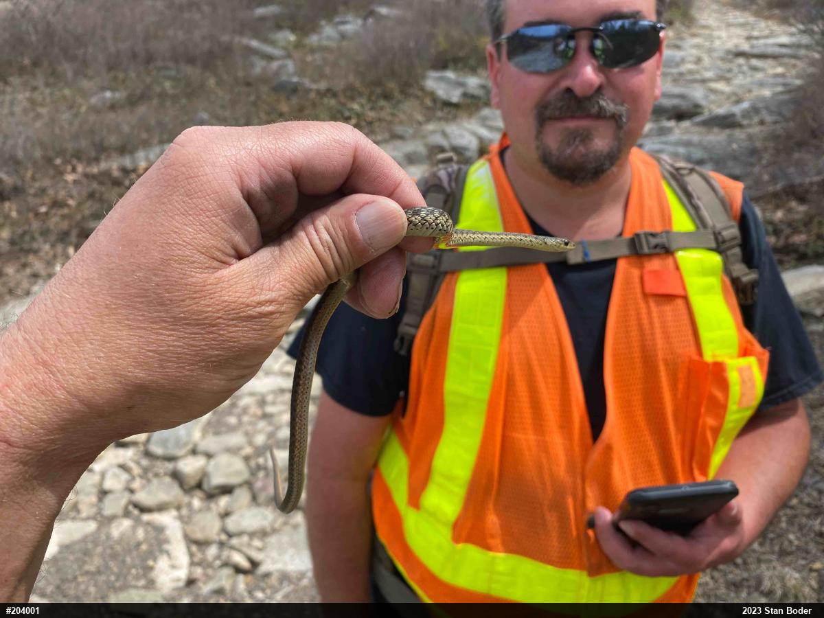 Eastern Gartersnake