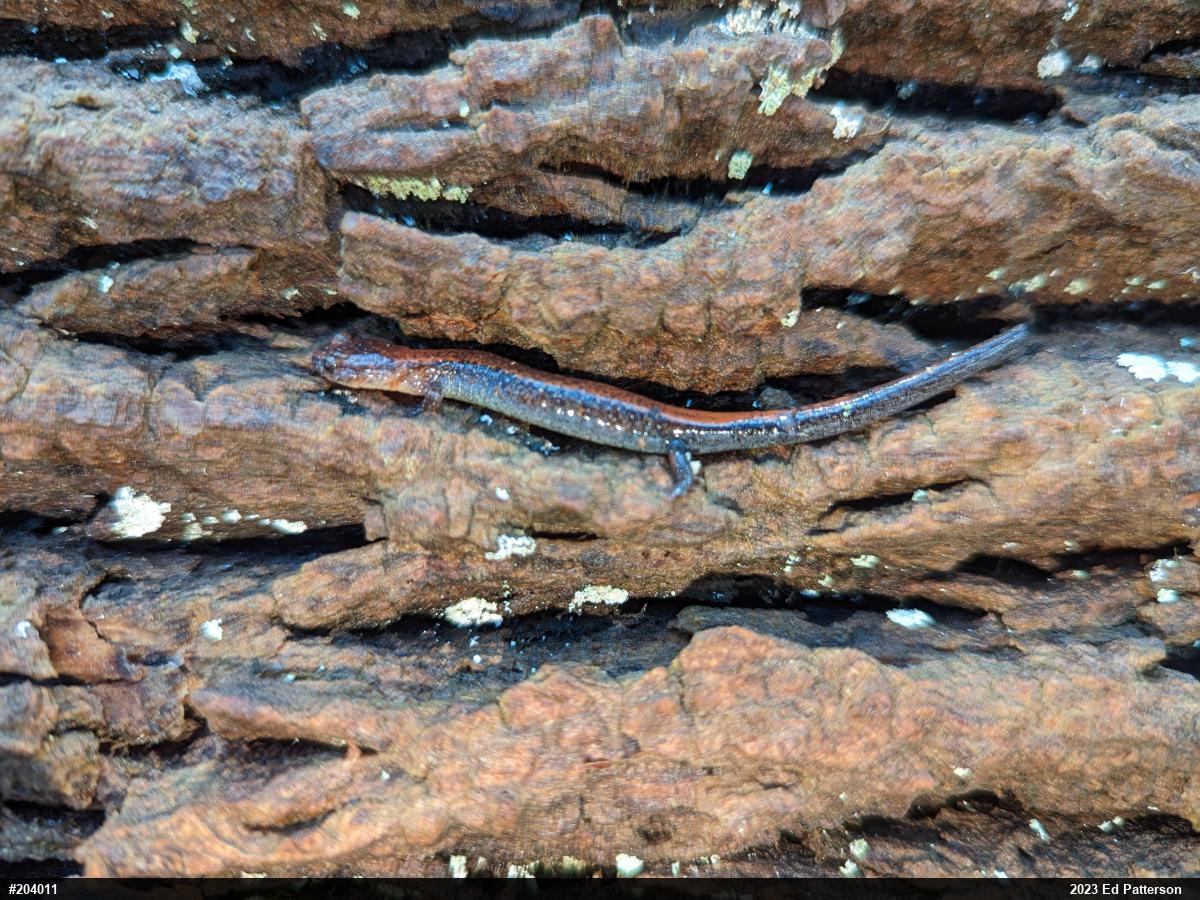 Eastern Red-backed  Salamander
