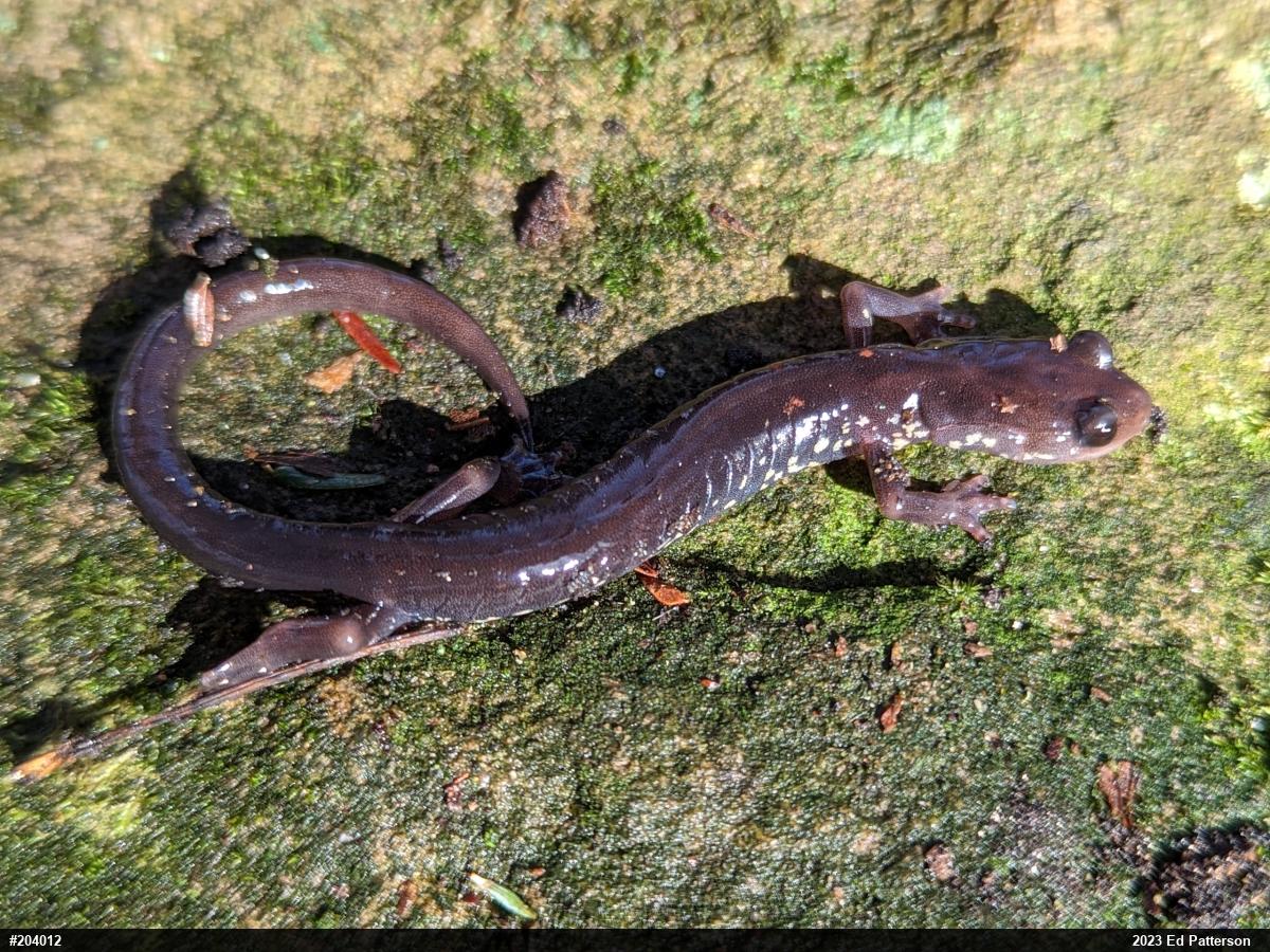 Wehrle's Salamander